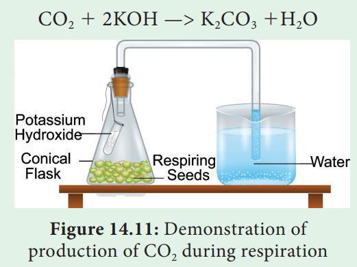 Experiment to demonstrate the production of CO2 in aerobic respiration