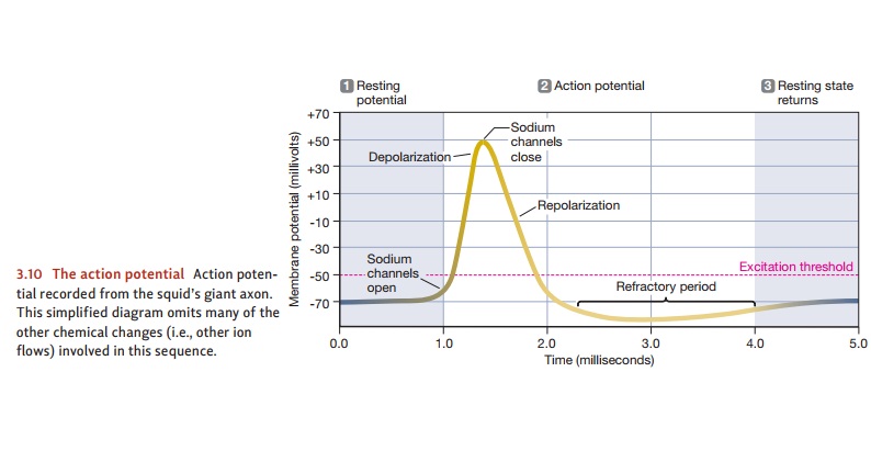 Explaining the Action Potential