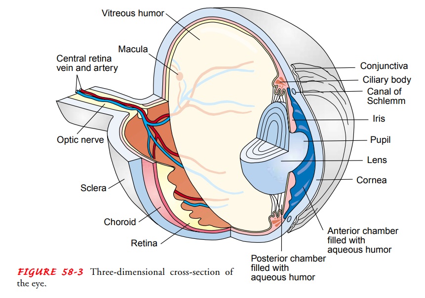 Eye - Anatomic and Physiologic Overview