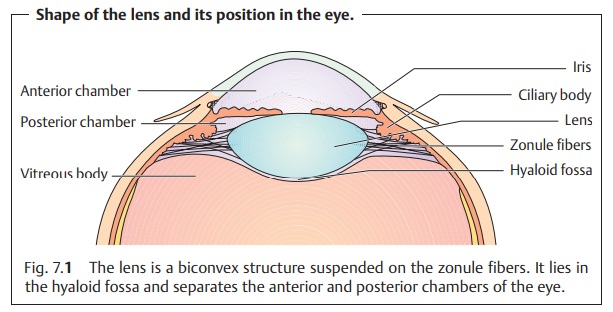 Eye Lens: Basic Knowledge