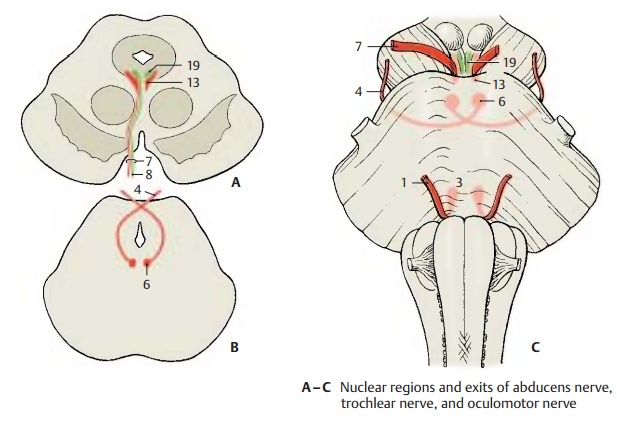 Eye-Muscle Nerves (Cranial Nerves III, IV, and VI)