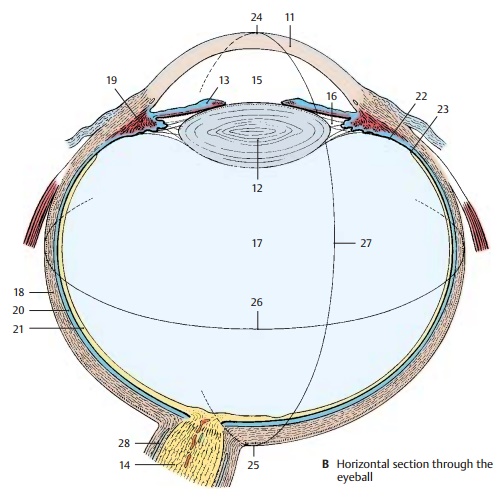 Eyeball: Development, Structure