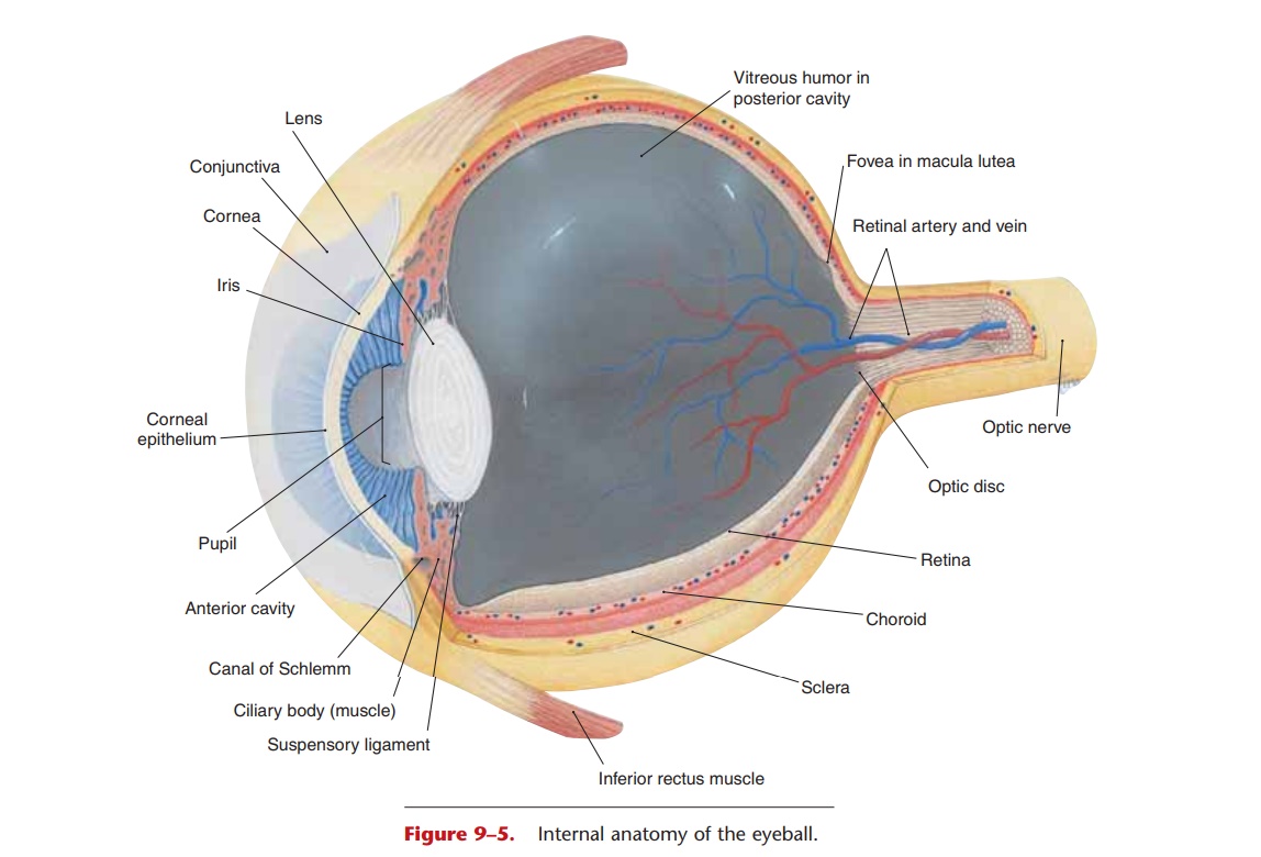 Eyeball: Layers and Cavities of the Eyeball