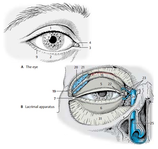 Eyelids - Structure of the Eye