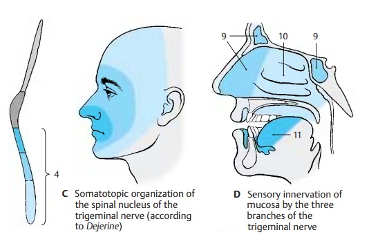 Facial Nerve - Cranial Nerves (V, VII - XII)