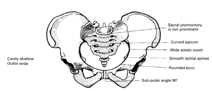 Female Pelvic Bones