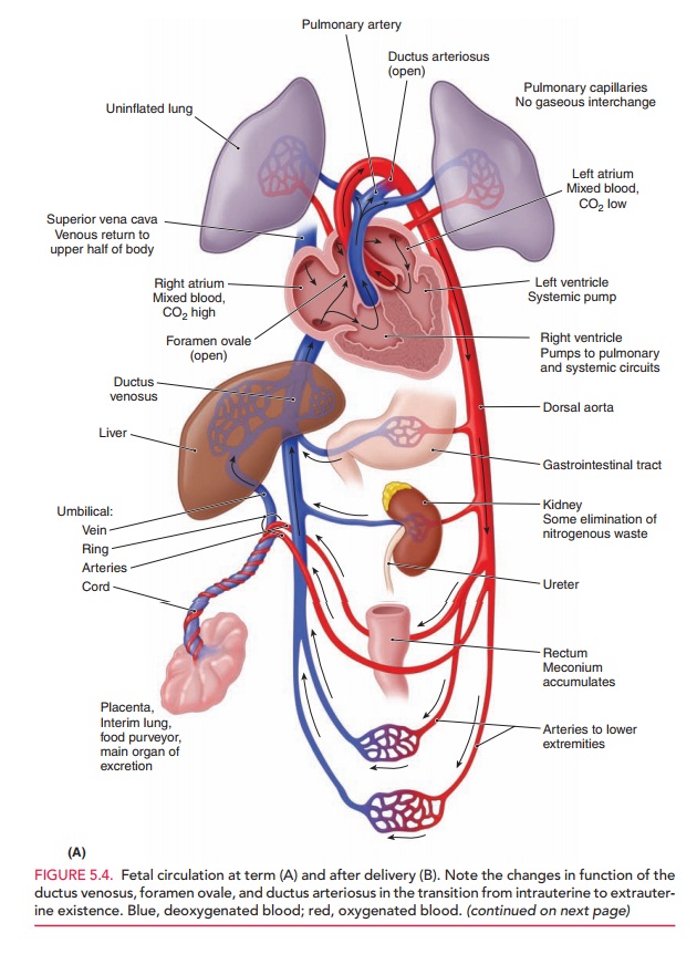 Fetal and Placental Physiology