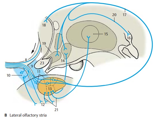 Fiber Connections - Paleocortex and Amygdaloid Body