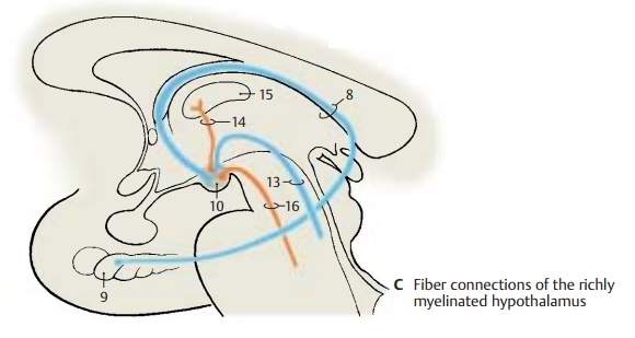 Fiber Connections of the Richly Myelinated Hypothalamus