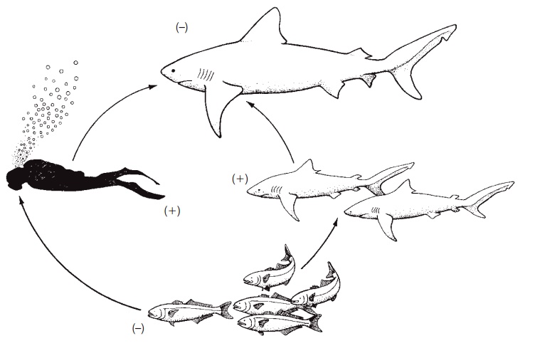 Fishes in food webs