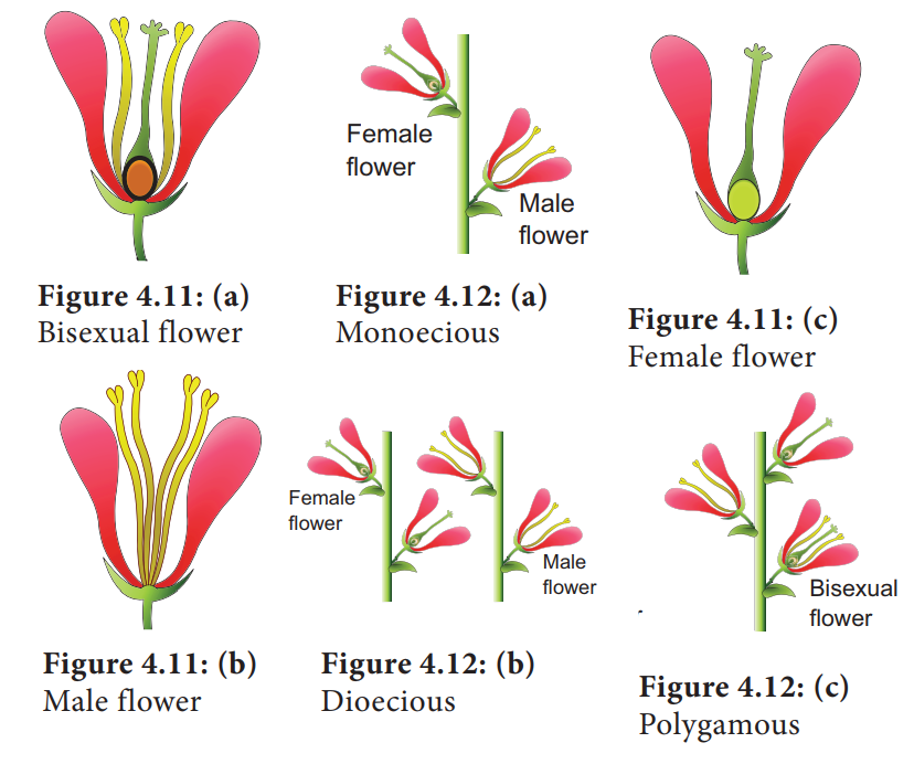 Flower sex