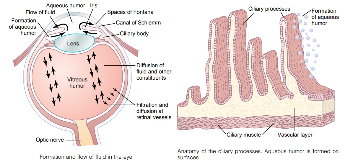 Fluid System of the Eye- Intraocular Fluid