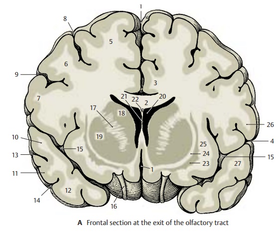 Frontal Sections of Brain Through the Telencephalon
