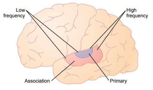 Function of the Cerebral Cortex in Hearing