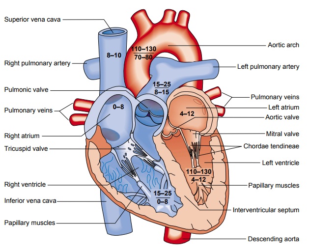 Function of the Heart: Conduction System