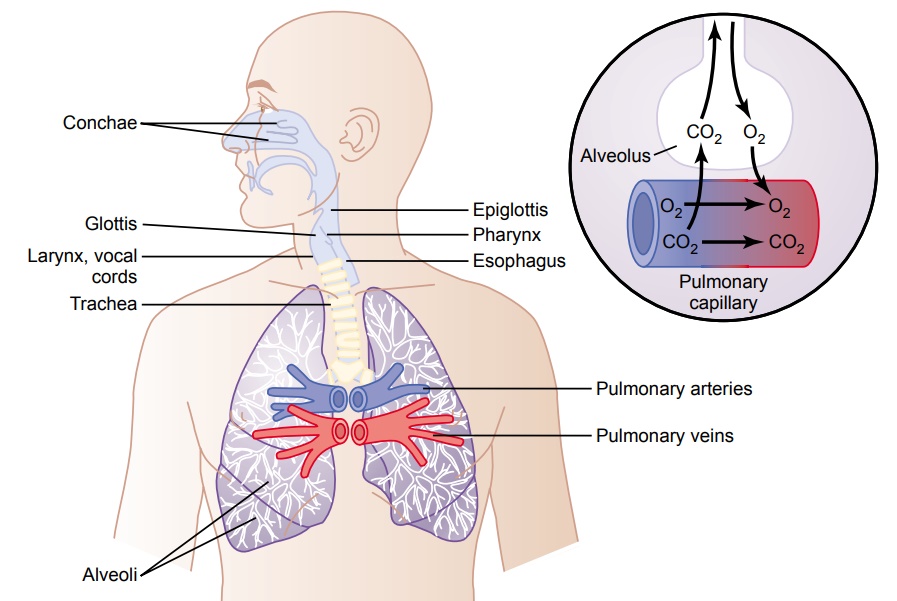 Functions of the Respiratory Passageways