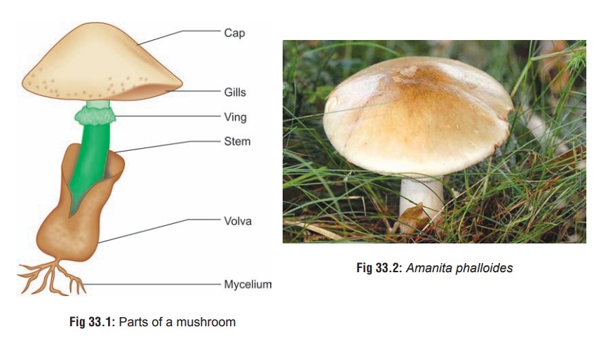 Fungi: Mushrooms - Food Poisoning