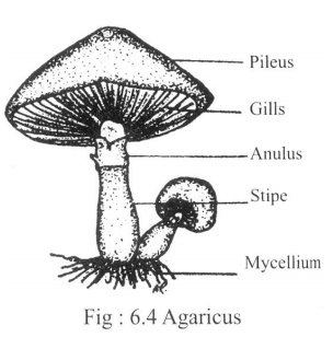 Fungi: Structure and Reproduction