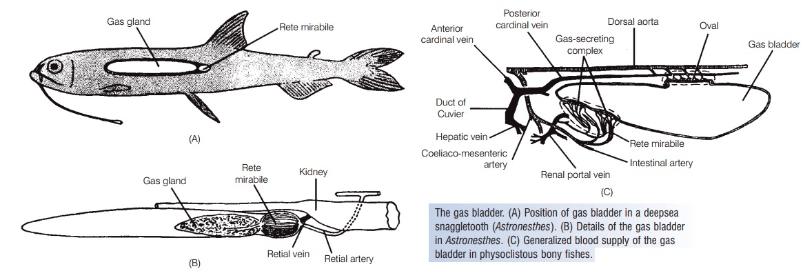 Gas bladder of Fishes