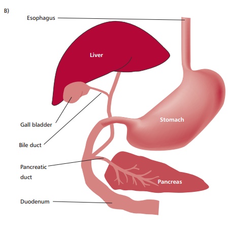 Gastrointestinal Tract and its Accessory Organs