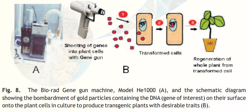Gene transfer methods in plants