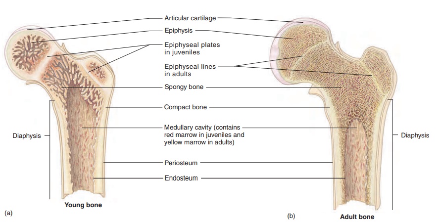 General Features of Bone
