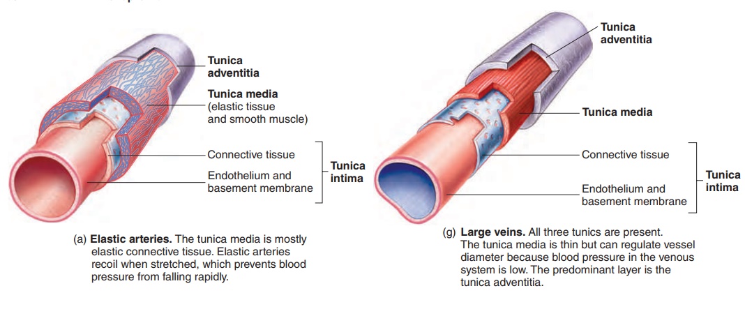 General Features of Blood Vessel Structure
