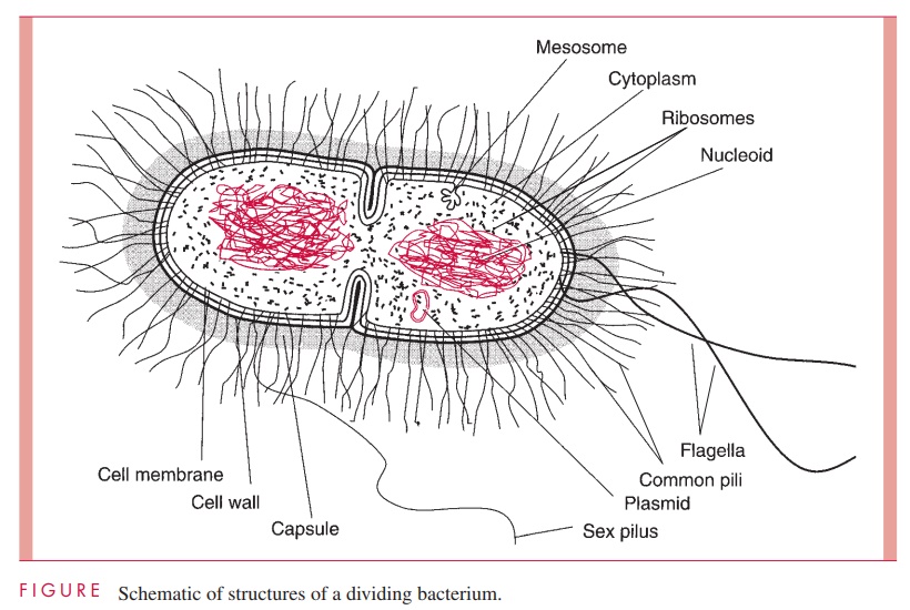 General Morphology, Body Plan, and Composition - Bacterial Structures