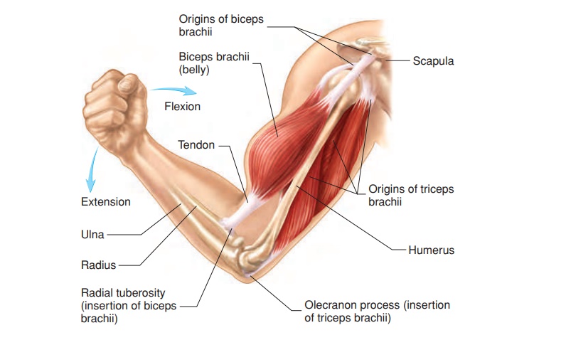 General Principles - Skeletal Muscle Anatomy