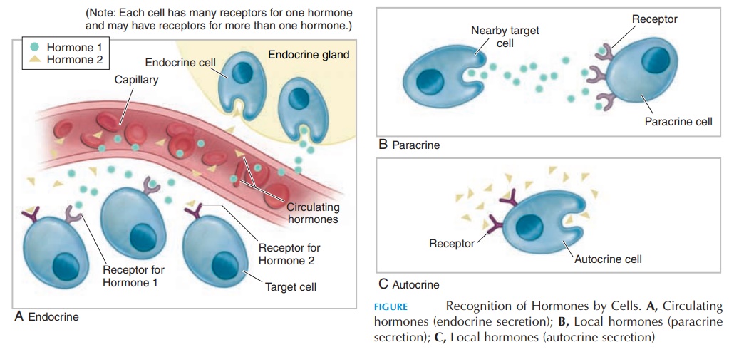 General Properties of Hormones