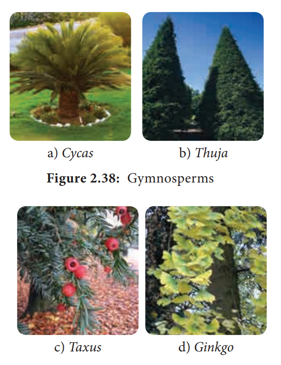 General characteristic features of Gymnosperms