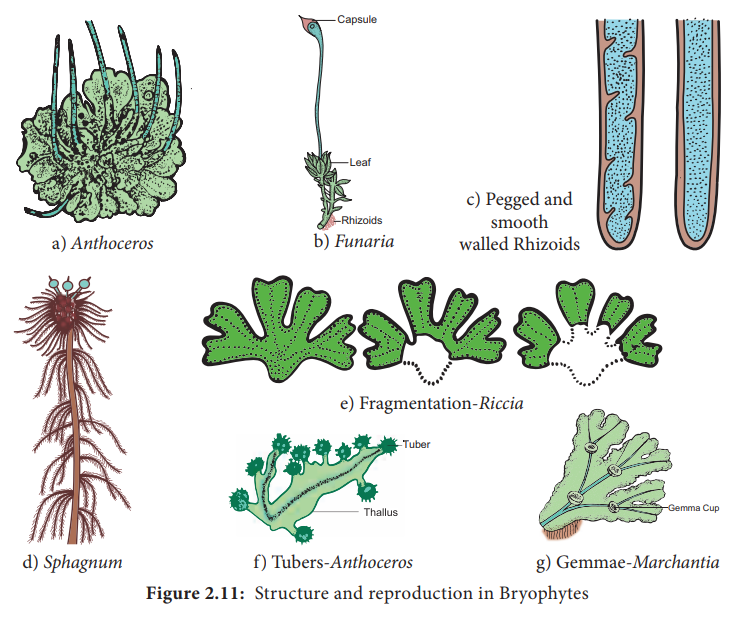 General characteristic features of Bryophytes