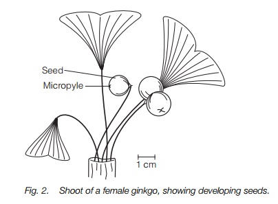 Ginkgo and Reproduction in ginkgo