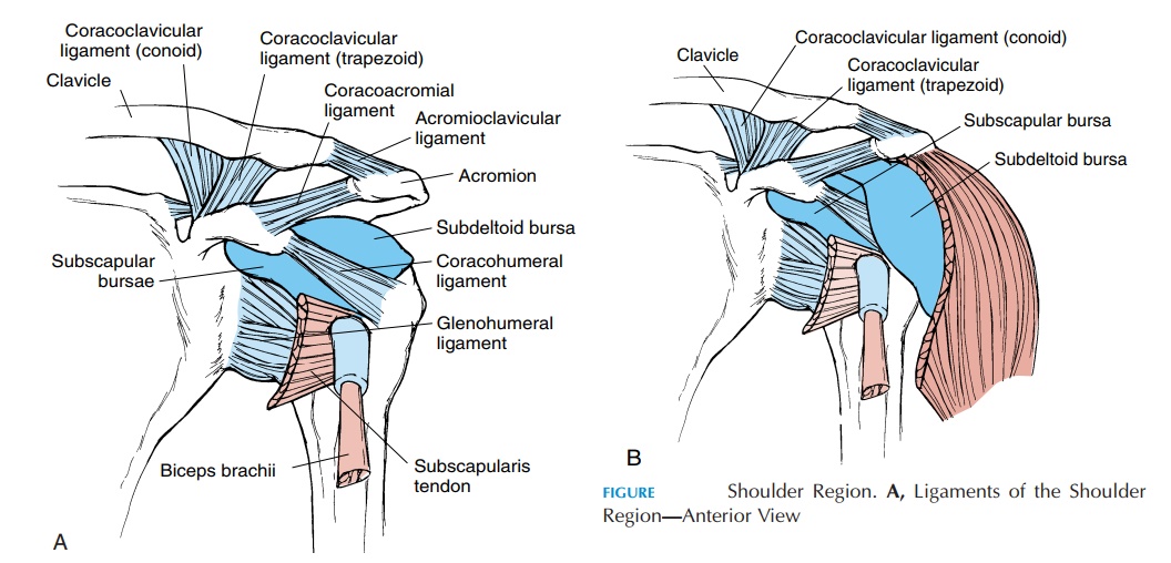 Glenohumeral Joint