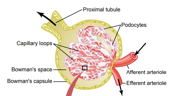 Glomerular Filtration-The First Step in Urine Formation