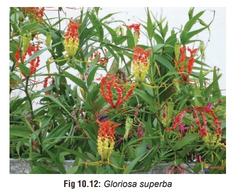 Glory Lily(Gloriosa superba) - Gastric Irritant Plants