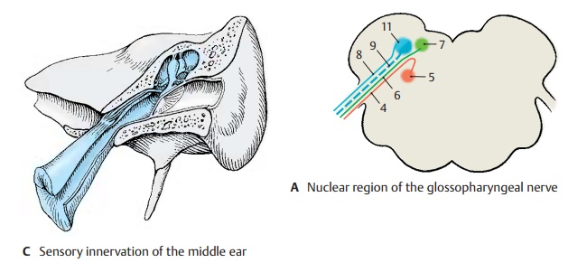 Glossopharyngeal Nerve - Cranial Nerves (V, VII - XII)
