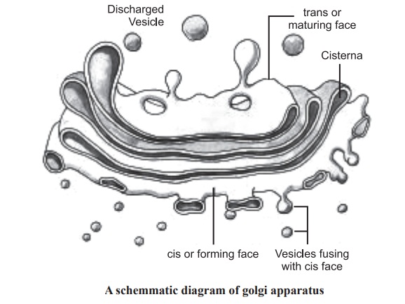 Golgi apparatus and its Functions