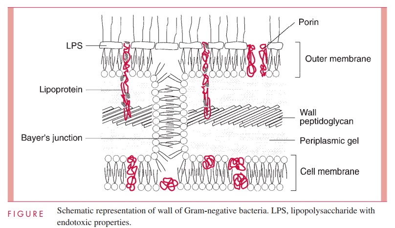 Gram Negative Cell Wall - Bacterial Structures