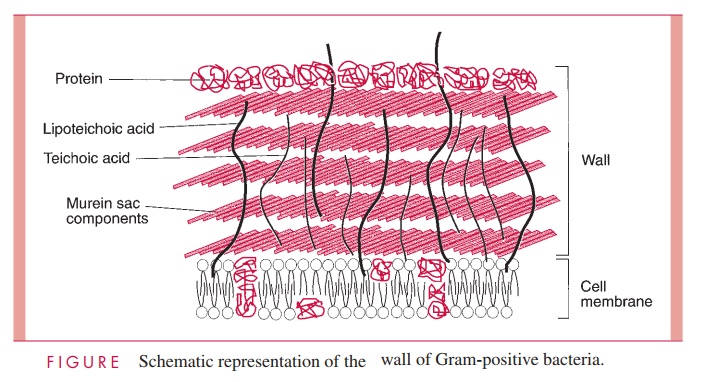 Gram Positive Cell Wall - Bacterial Structures