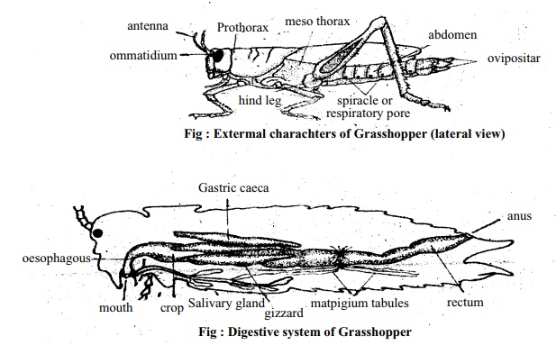 Grasshopper: Classification, External Features, Digestive System, Method of Dissection