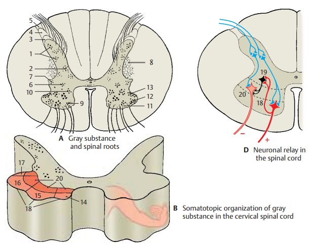 Gray Substance and Intrinsic System - Spinal Cord