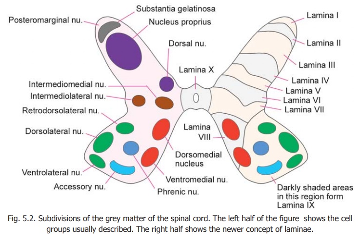 Grey Matter of the Spinal Cord