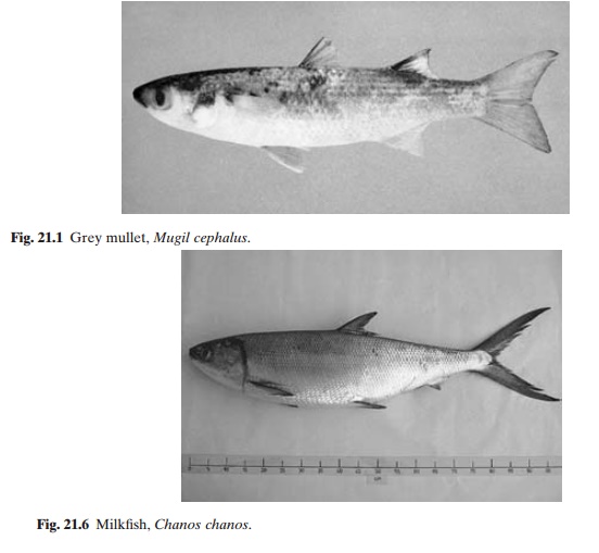 Grey Mullets and Milkfish: Introduction
