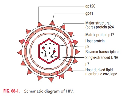 HIV Virus: Classification and Properties of the Virus