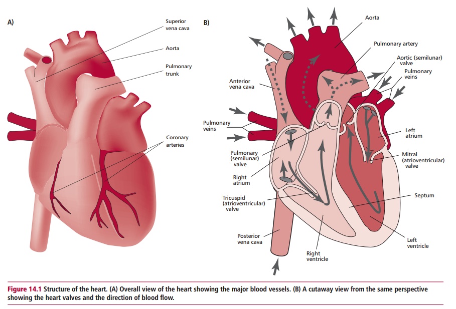 Heart and Circulatory Systems