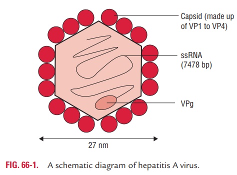 Hepatitis A Virus: Properties of the Virus