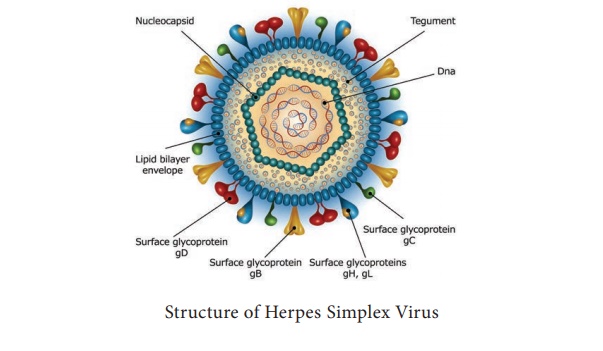 Herpes Viruses - Structure, Classification