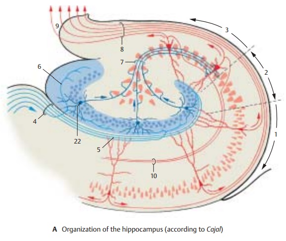 Hippocampal Cortex