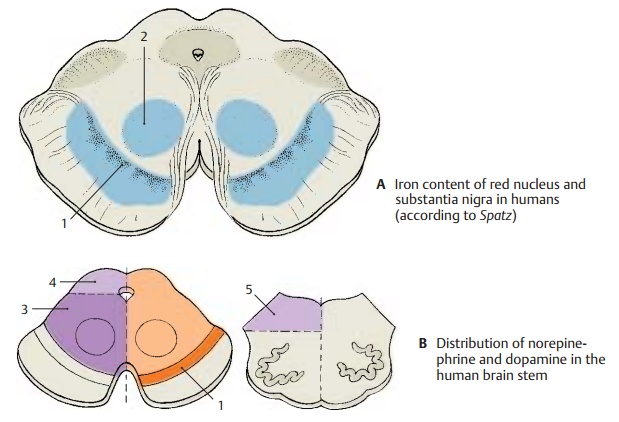 Histochemistry of the Brain Stem